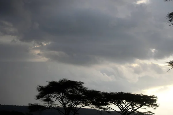 Bellissimo Paesaggio Con Albero Africa — Foto Stock