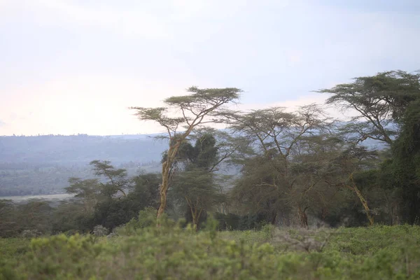 Красивый Пейзаж Деревом Африке — стоковое фото