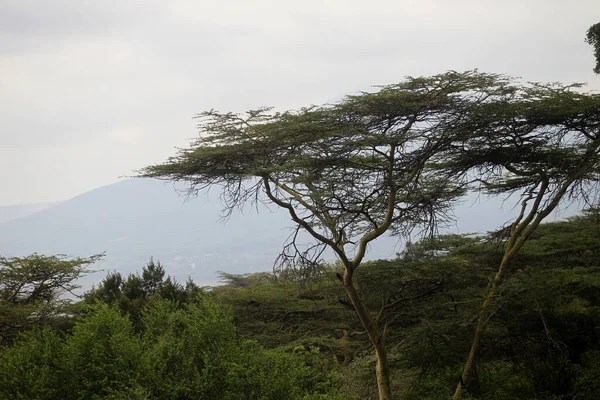 Beautiful Landscape Tree Africa Royalty Free Stock Photos