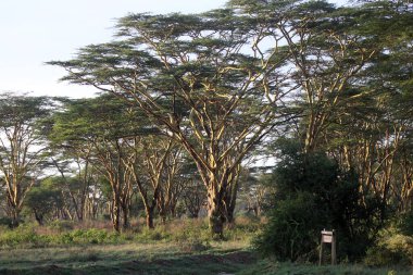 Afrika 'da ağaçlı güzel bir manzara