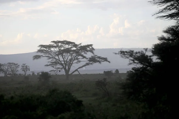 Afrika Ağaçlı Güzel Bir Manzara — Stok fotoğraf