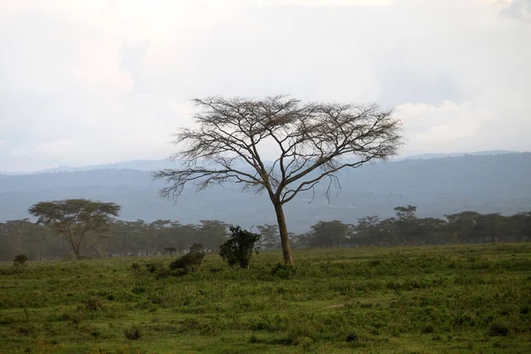 Afrika Ağaçlı Güzel Bir Manzara — Stok fotoğraf