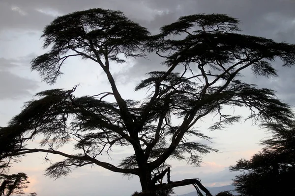 Чудовий Краєвид Деревом Африці — стокове фото