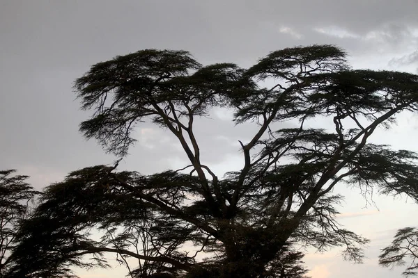 Bellissimo Paesaggio Con Albero Africa — Foto Stock