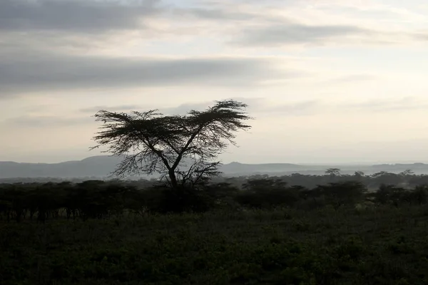 Beau Paysage Avec Arbre Afrique — Photo