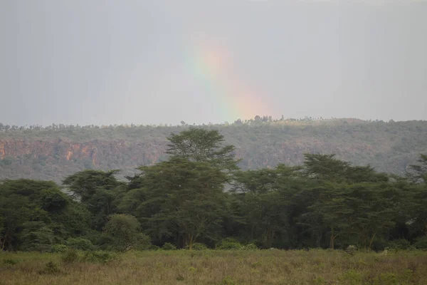 Afrika Ağaçlı Güzel Bir Manzara — Stok fotoğraf