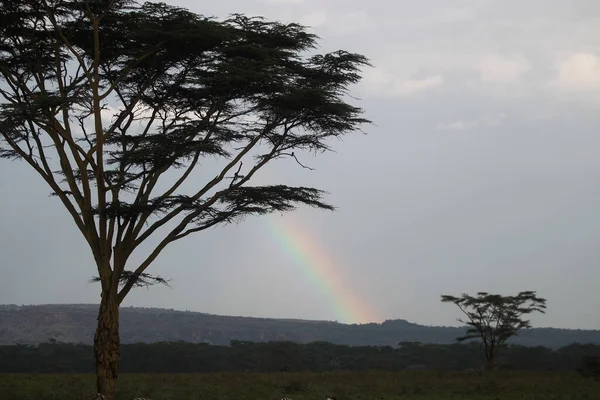 Красивый Пейзаж Деревом Африке — стоковое фото