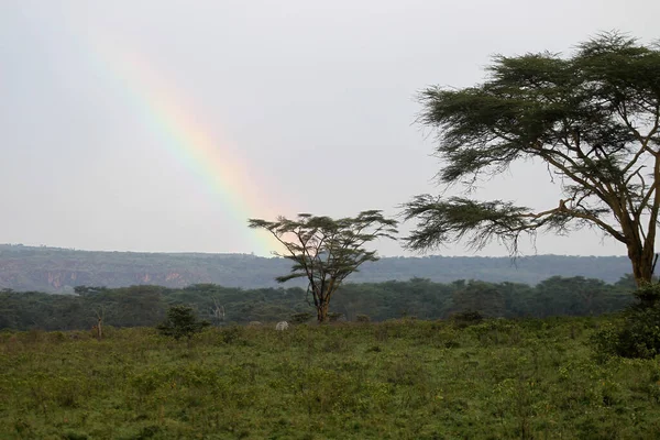 Afrika Ağaçlı Güzel Bir Manzara — Stok fotoğraf