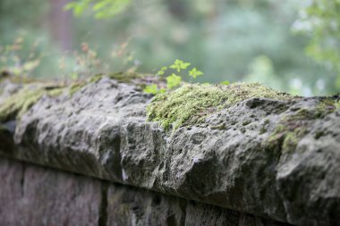 Taştan bir duvar üstüne yeşil yosun büyük miktarda