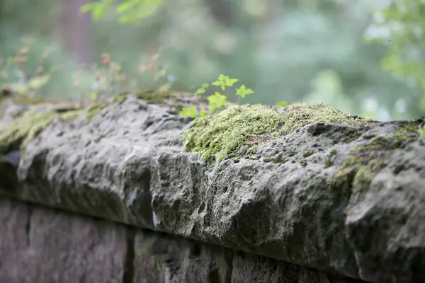 石墙顶上的一大卷绿色苔藓 — 图库照片