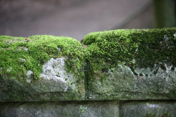石墙顶上的一大卷绿色苔藓 — 图库照片