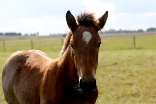 Adorable Portrait Cute Foal Green Meadow Close Shot — Φωτογραφία Αρχείου