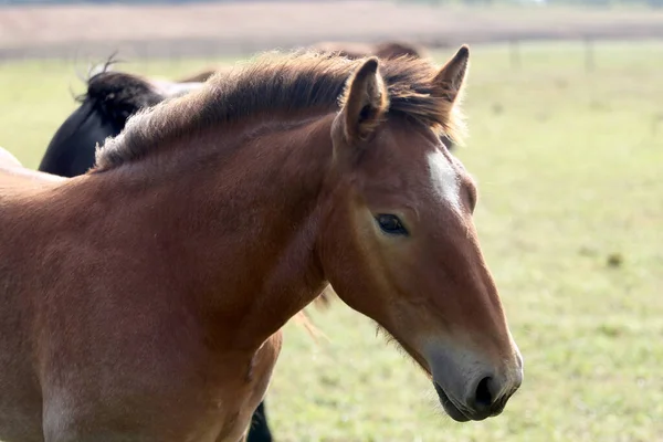 Adorable Portrait Cute Foal Green Meadow Close Shot — Φωτογραφία Αρχείου