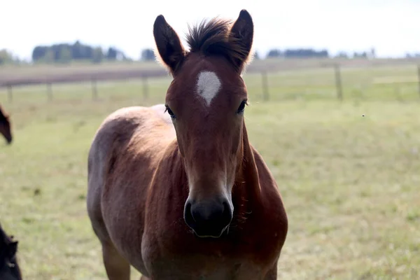Adorable Portrait Cute Foal Green Meadow Close Shot — Stockfoto