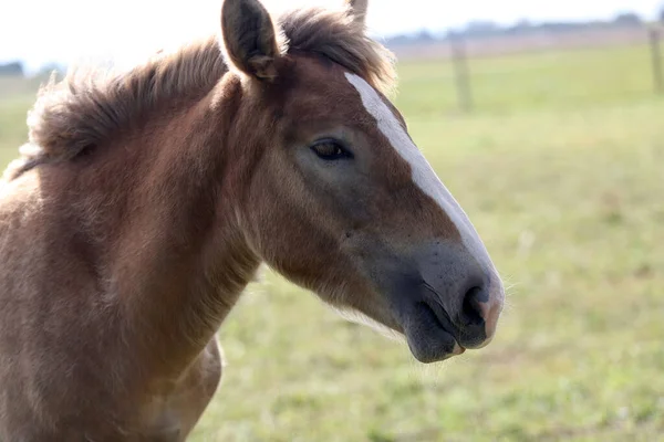 Adorable Portrait Cute Foal Green Meadow Close Shot — Stockfoto