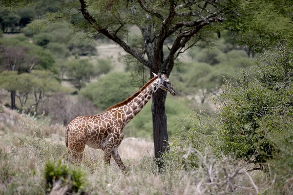 Καμηλοπαρδάλεις Στο Εθνικό Πάρκο Lake Manyara Τανζανία — Φωτογραφία Αρχείου