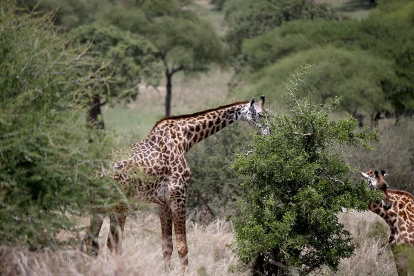 Żyrafy Parku Narodowym Jezioro Manyara Tanzania — Zdjęcie stockowe