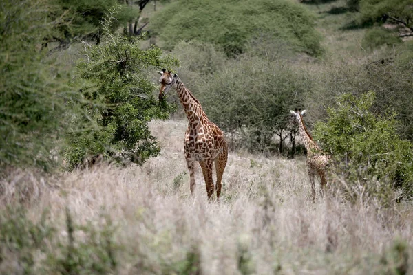 Giraffes Lake Manyara National Park Tanzania — Stock Photo, Image