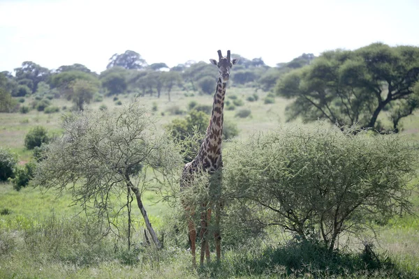 Zsiráfok Manyara Nemzeti Parkban Tanzánia — Stock Fotó