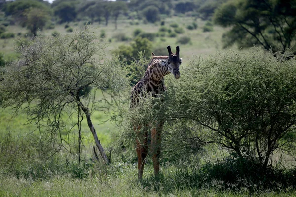 Giraffes Lake Manyara National Park Tanzania — Stock Photo, Image