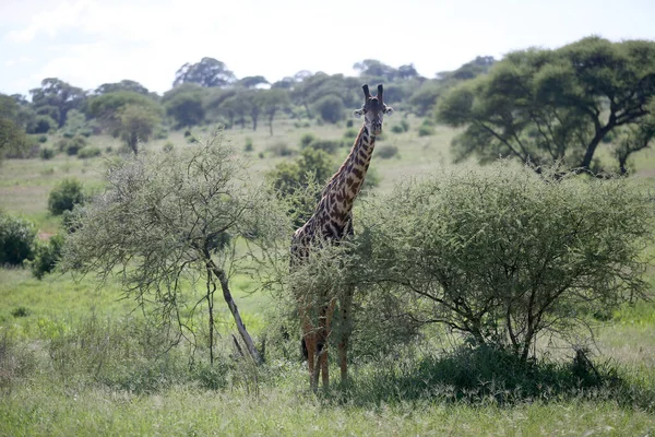 Giraffen Nationaal Park Lake Manyara Tanzania — Stockfoto