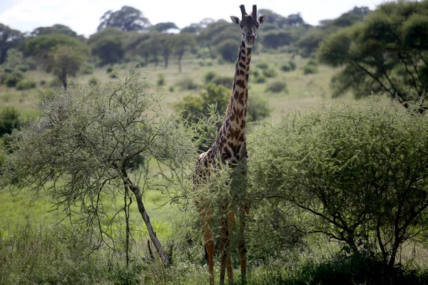 Zsiráfok Manyara Nemzeti Parkban Tanzánia — Stock Fotó