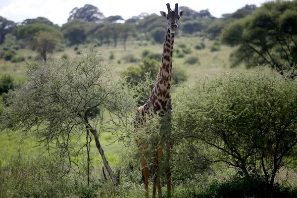 Καμηλοπαρδάλεις Στο Εθνικό Πάρκο Lake Manyara Τανζανία — Φωτογραφία Αρχείου