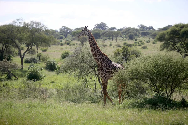 Καμηλοπαρδάλεις Στο Εθνικό Πάρκο Lake Manyara Τανζανία — Φωτογραφία Αρχείου