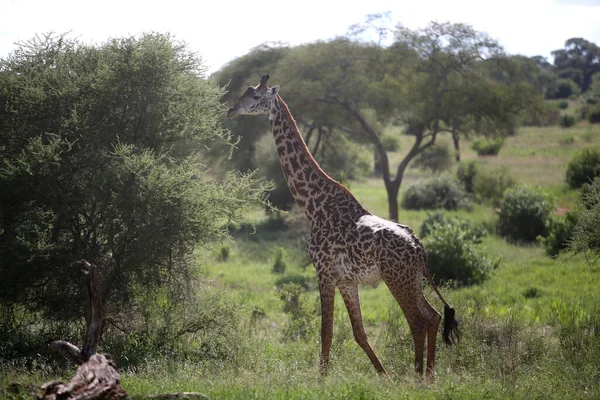 Giraffen Nationaal Park Lake Manyara Tanzania — Stockfoto