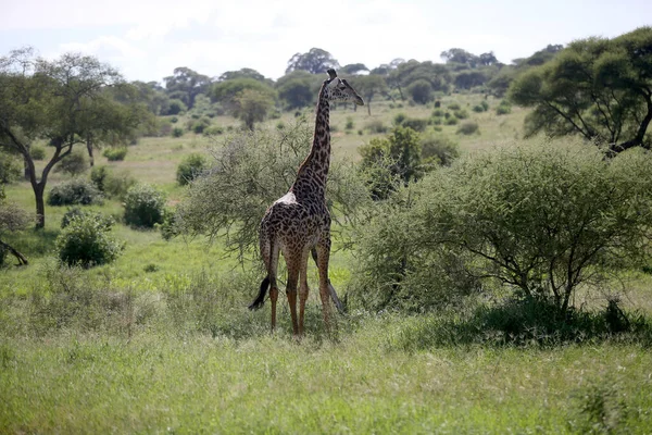 Giraffen Nationaal Park Lake Manyara Tanzania — Stockfoto