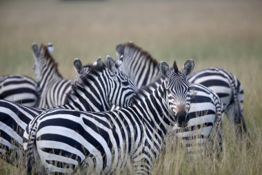 Zebra Afrika 'da çayırlarda, Kenya Ulusal Parkı' nda