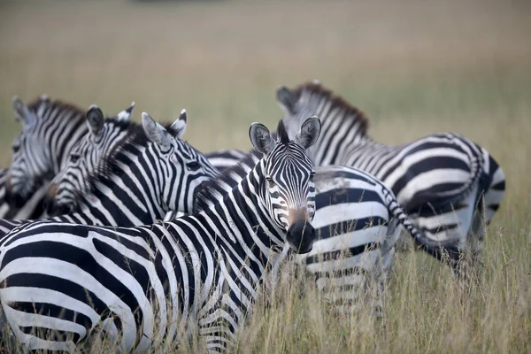 Zebra Gräsmark Afrika Kenyas Nationalpark — Stockfoto