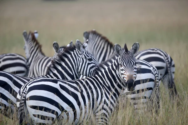 Zebra Gräsmark Afrika Kenyas Nationalpark — Stockfoto
