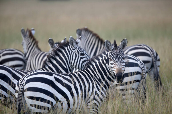 Zebra on grassland in africa, national park of Kenya
