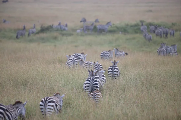 Zebra Gräsmark Afrika Kenyas Nationalpark — Stockfoto