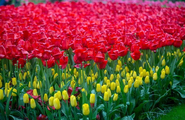 Renkli Lale Keukenhof Bahçeleri — Stok fotoğraf