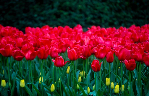 Renkli Lale Keukenhof Bahçeleri — Stok fotoğraf