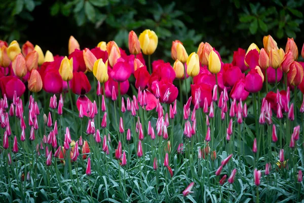 Renkli Lale Keukenhof Bahçeleri — Stok fotoğraf