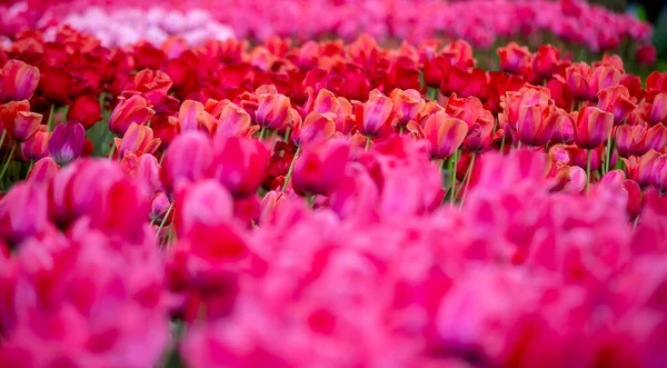 Bunte Tulpen Keukenhof Garten — Stockfoto