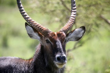 portre portre içinde waterbuck, Afrika