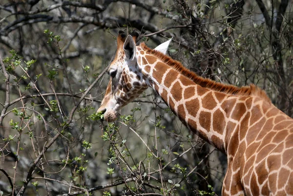 Jirafa Naturaleza África Parque Nacional Kenia — Foto de Stock