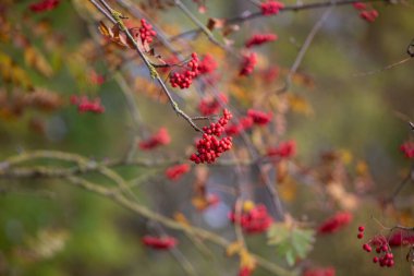 Rowan şube ön planda kırmızı çilek ile