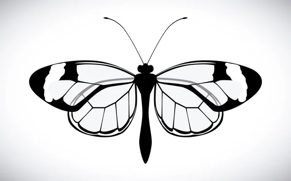 Diseño de mariposa — Vector de stock