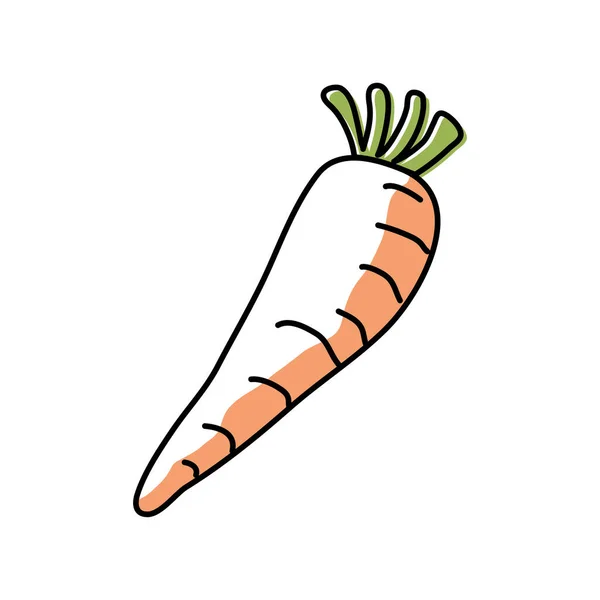 Zanahoria fresca vegetal — Vector de stock