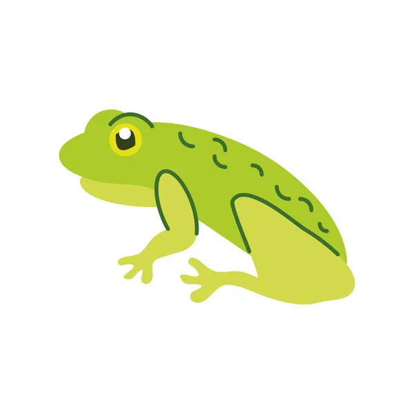 Πράσινο βάτραχο κινουμένων σχεδίων — Διανυσματικό Αρχείο