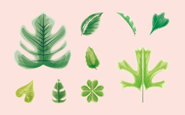 Iconos hojas follaje — Vector de stock