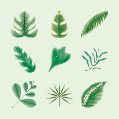 simge yaprakları ve bitkiler