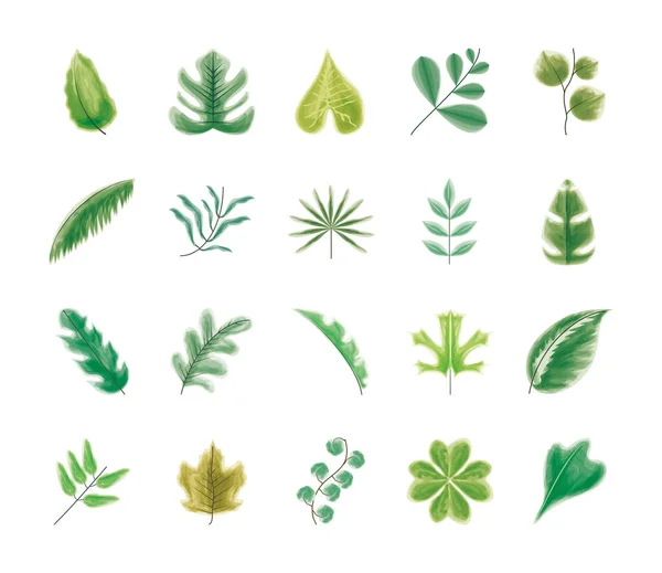 Acuarela hojas y plantas — Vector de stock