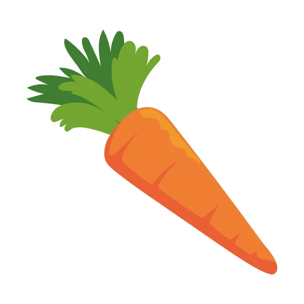 Zanahoria vegetal fresca — Vector de stock