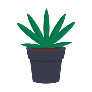 ev bitkisi yaprakları